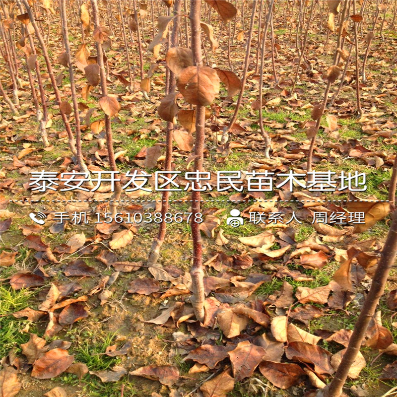 2018年西村早生柿子樹苗多少錢一棵、西村早生柿子樹苗出售多少錢