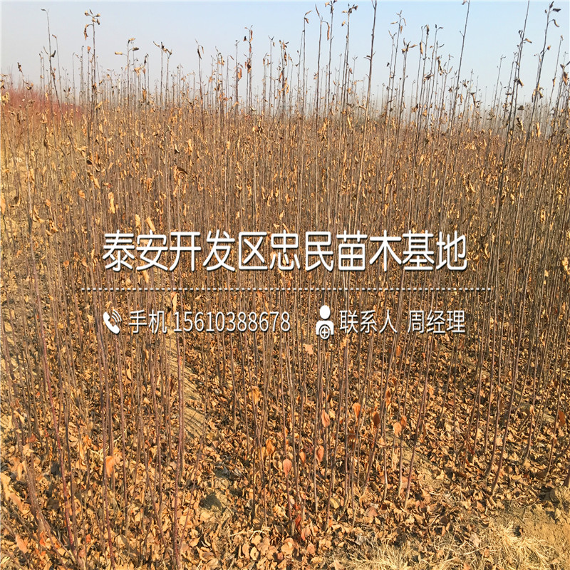 山東新秋柿子樹(shù)苗哪里有、新秋柿子樹(shù)苗種植基地