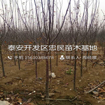 美八蘋果樹苗多少錢、美八蘋果樹苗種植基地