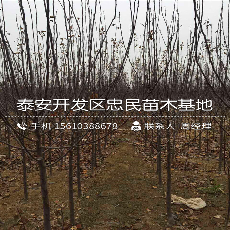 紅色之愛蘋果樹苗多少錢一棵、紅色之愛蘋果樹苗報(bào)價(jià)行情