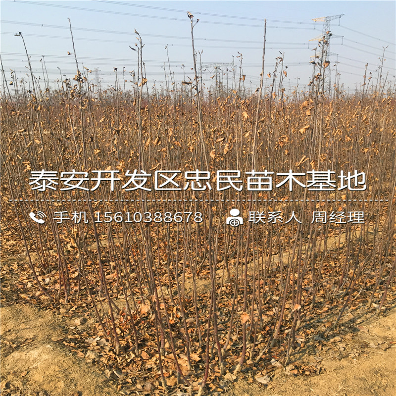 4公分蘋果樹苗格多少、4公分蘋果樹苗基地