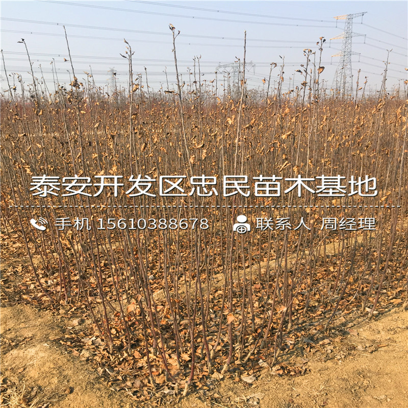 無花果小苗哪里有賣的無花果小苗什么價格