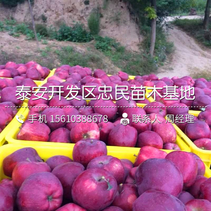 紅色之愛蘋果樹苗哪里批發(fā)、紅色之愛蘋果樹苗銷售價格