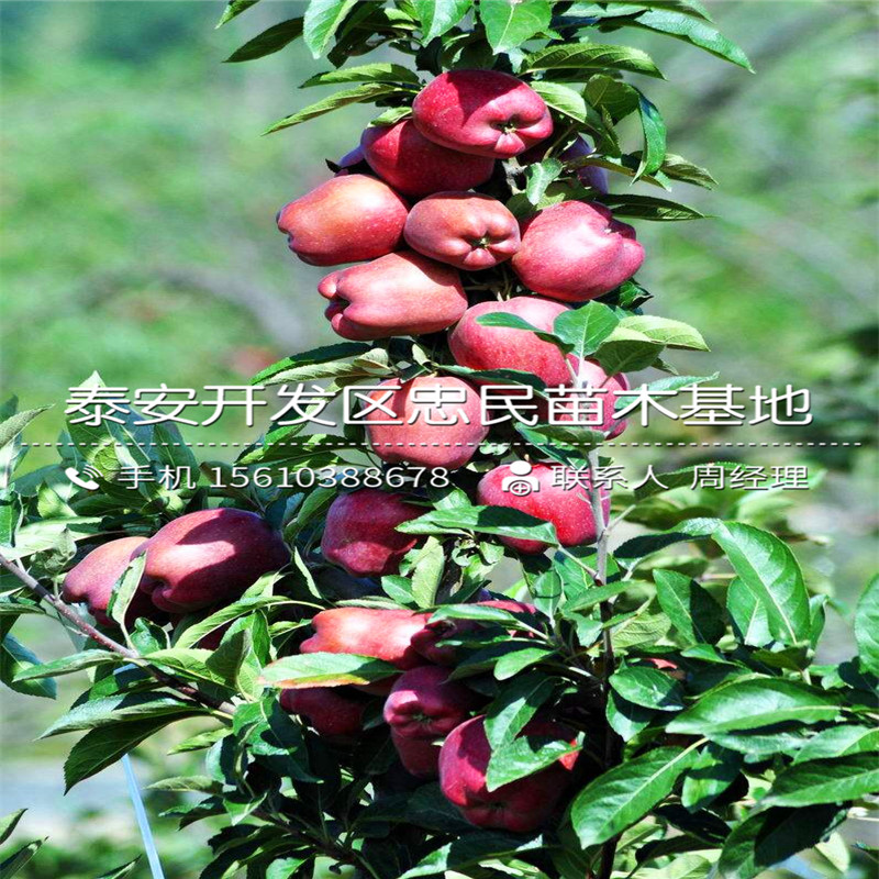 紅心蘋果樹苗格多少、紅心蘋果樹苗基地