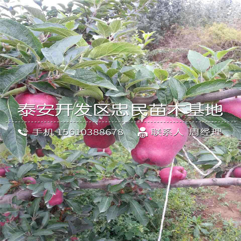 花牛蘋果樹苗格多少、花牛蘋果樹苗哪里有