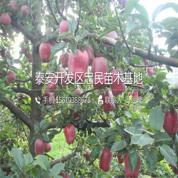 次郎柿子樹苗價(jià)格、次郎柿子樹苗多少錢