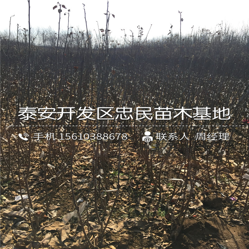 山東6公分蘋果苗上車價(jià)格