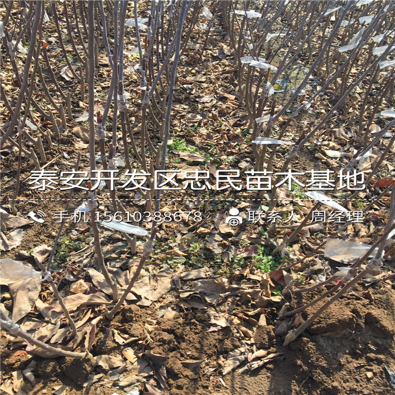 花牛蘋果樹苗格多少、花牛蘋果樹苗哪里有