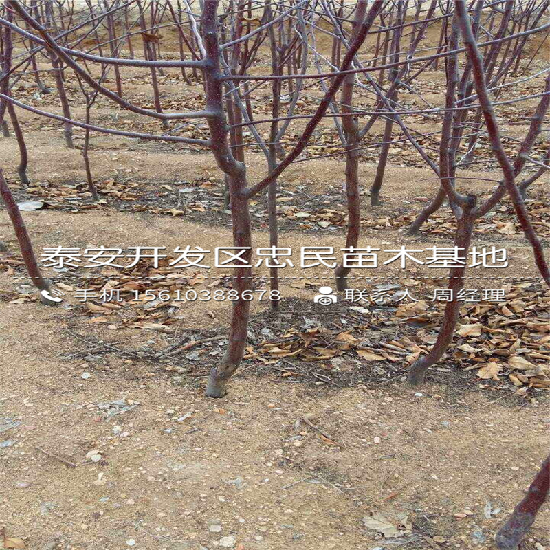 嘎啦蘋果樹苗批發(fā)什么價(jià)格、嘎啦蘋果樹苗報(bào)價(jià)行情