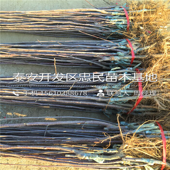 蘋果苗哪里批發(fā)、蘋果苗新品種
