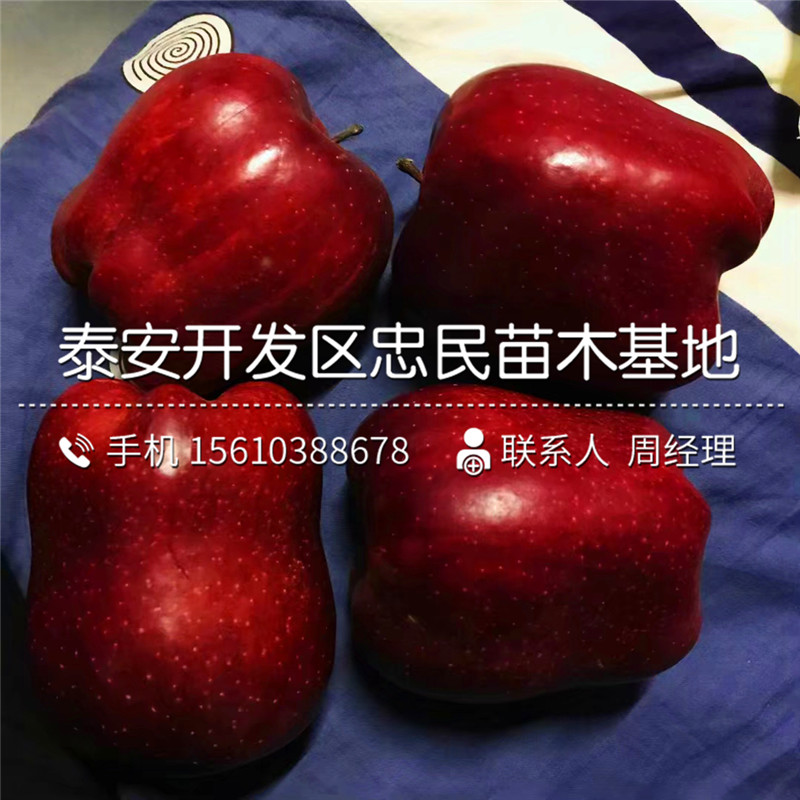 華玉蘋果樹苗哪里批發(fā)、華玉蘋果樹苗出售