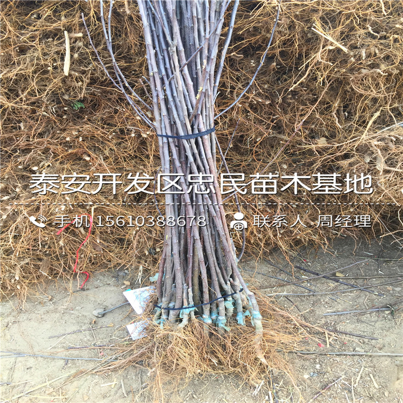 煙富8號蘋果樹苗價格與報價、煙富8號蘋果樹苗出售