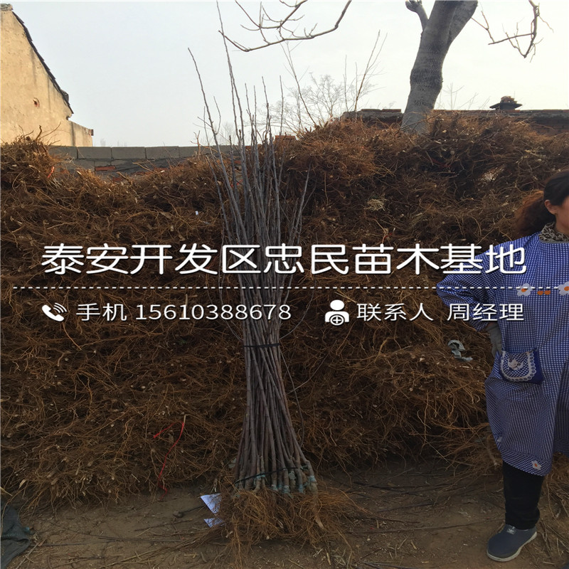 嘎啦蘋果樹苗批發(fā)什么價(jià)格、嘎啦蘋果樹苗報(bào)價(jià)行情