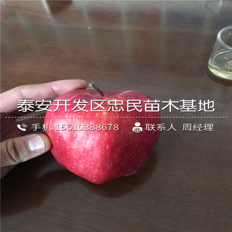 6公分蘋(píng)果樹(shù)苗價(jià)格、6公分蘋(píng)果樹(shù)苗種植基地