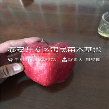 長(zhǎng)富蘋果樹苗出售價(jià)格、長(zhǎng)富蘋果樹苗什么價(jià)格