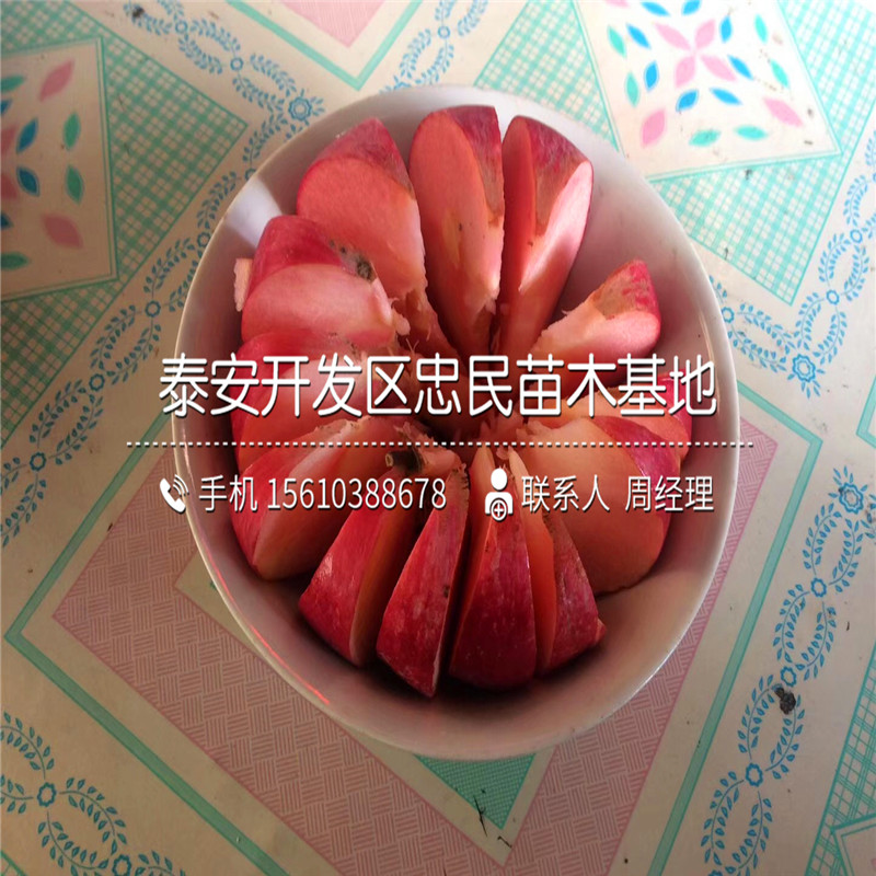 2018年5公分柿子樹(shù)苗基地、5公分柿子樹(shù)苗多少錢(qián)