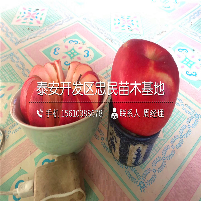 黑鉆蘋果樹苗格、黑鉆蘋果樹苗批發(fā)