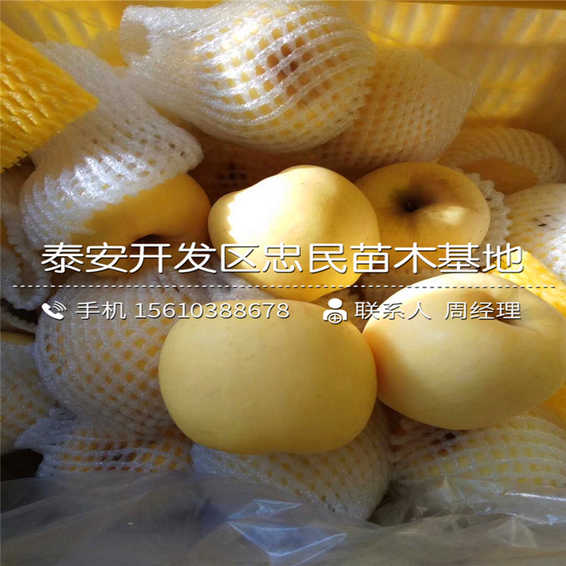 8公分蘋果樹苗批發(fā)什么價格、8公分蘋果樹苗銷售價格