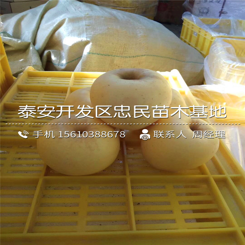 紅色之愛(ài)蘋(píng)果樹(shù)苗價(jià)格與報(bào)價(jià)、紅色之愛(ài)蘋(píng)果樹(shù)苗出售基地