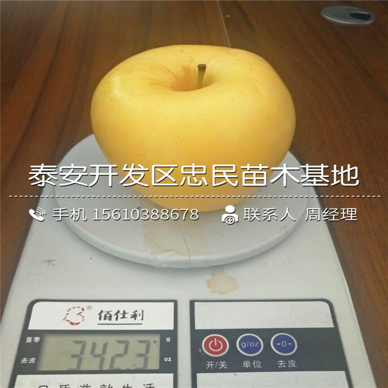 蓮花柿子樹苗基地、蓮花柿子樹苗出售價(jià)格