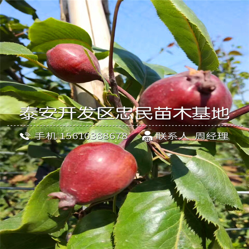 7公分柿子樹苗哪里有、7公分柿子樹苗什么價格