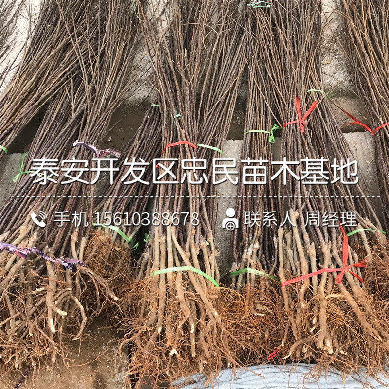 紅嘎啦蘋果樹苗格多少、紅嘎啦蘋果樹苗批發(fā)