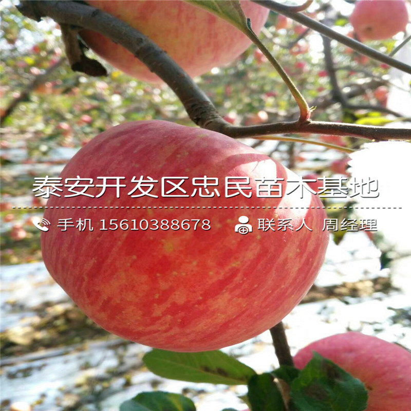 柱狀蘋果樹苗批發(fā)出售、柱狀蘋果樹苗批發(fā)