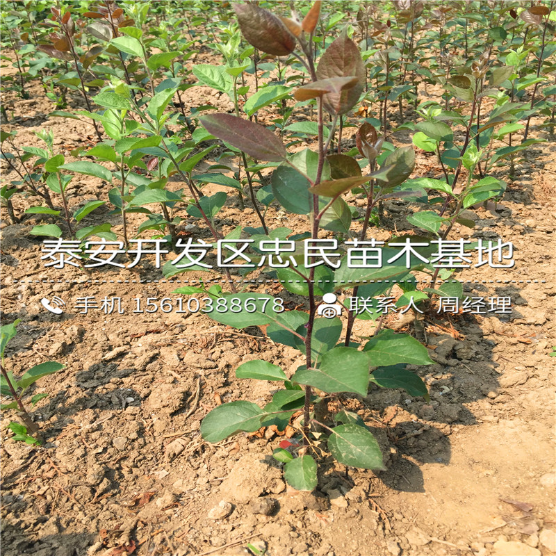 西村早生柿子樹(shù)苗哪里有、西村早生柿子樹(shù)苗哪里有賣的