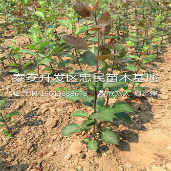 矮化蘋果樹苗價(jià)格多少錢、矮化蘋果樹苗種植基地