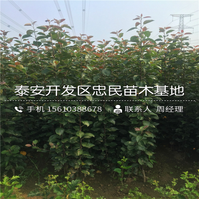 山東1公分柿子樹(shù)苗哪里有、1公分柿子樹(shù)苗批發(fā)什么價(jià)格