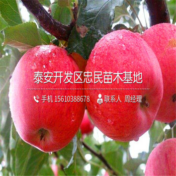 矮化蘋果樹苗價(jià)格多少錢、矮化蘋果樹苗出售