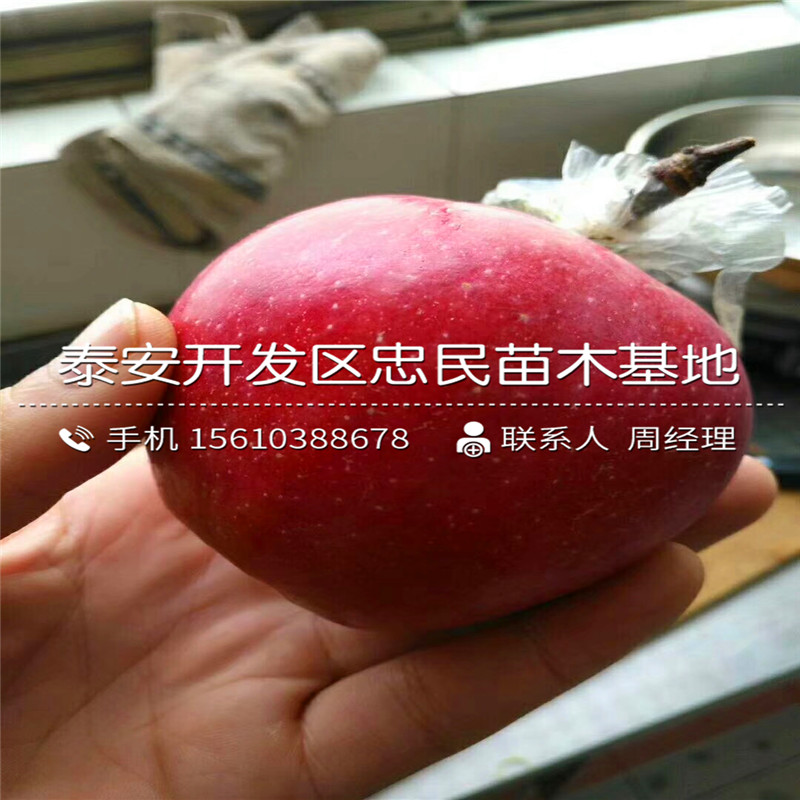 8公分蘋果樹苗批發(fā)什么價格、8公分蘋果樹苗銷售價格