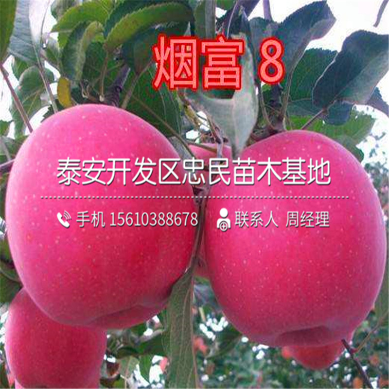 西村早生柿子樹(shù)苗哪里有、西村早生柿子樹(shù)苗哪里有賣的