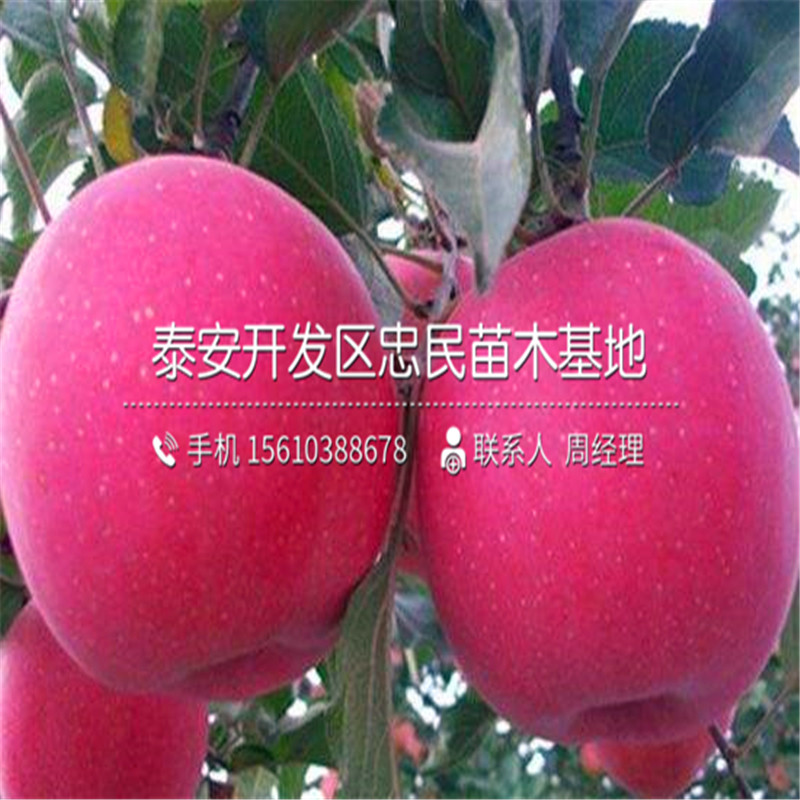 山東1公分柿子樹(shù)苗哪里有、1公分柿子樹(shù)苗批發(fā)什么價(jià)格