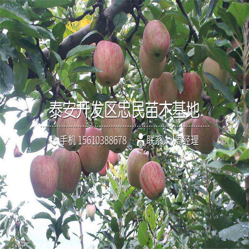 紅肉蘋果樹苗哪里批發(fā)、紅肉蘋果樹苗新品種