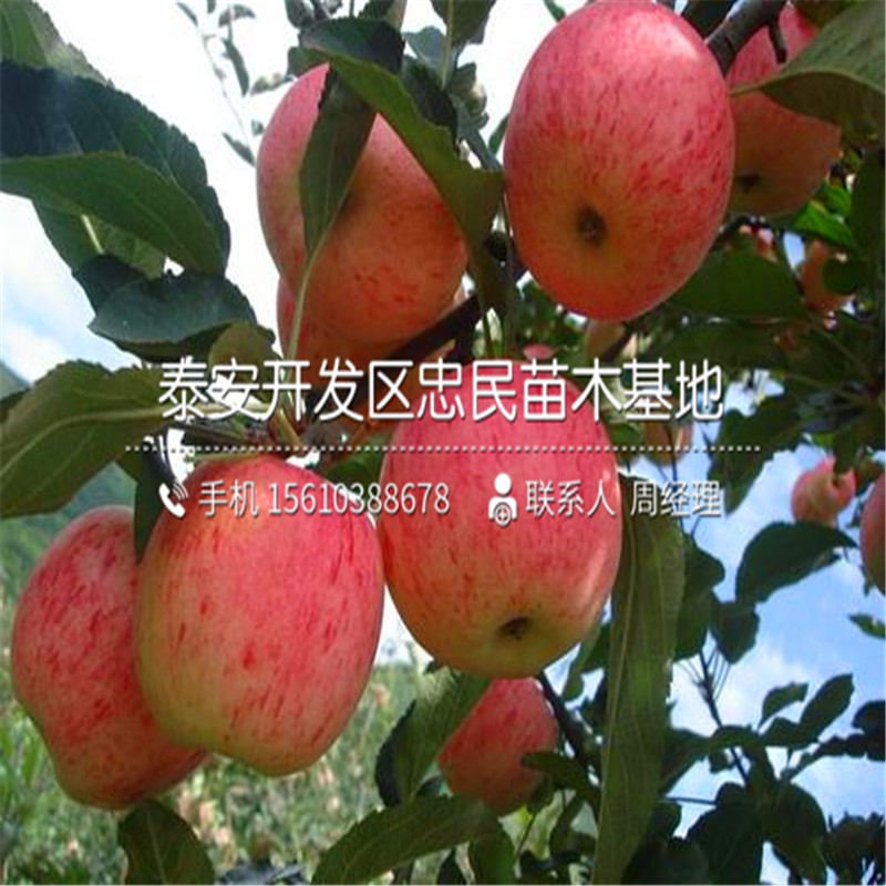 陽豐柿子樹苗多少錢一棵、陽豐柿子樹苗行情報(bào)價(jià)