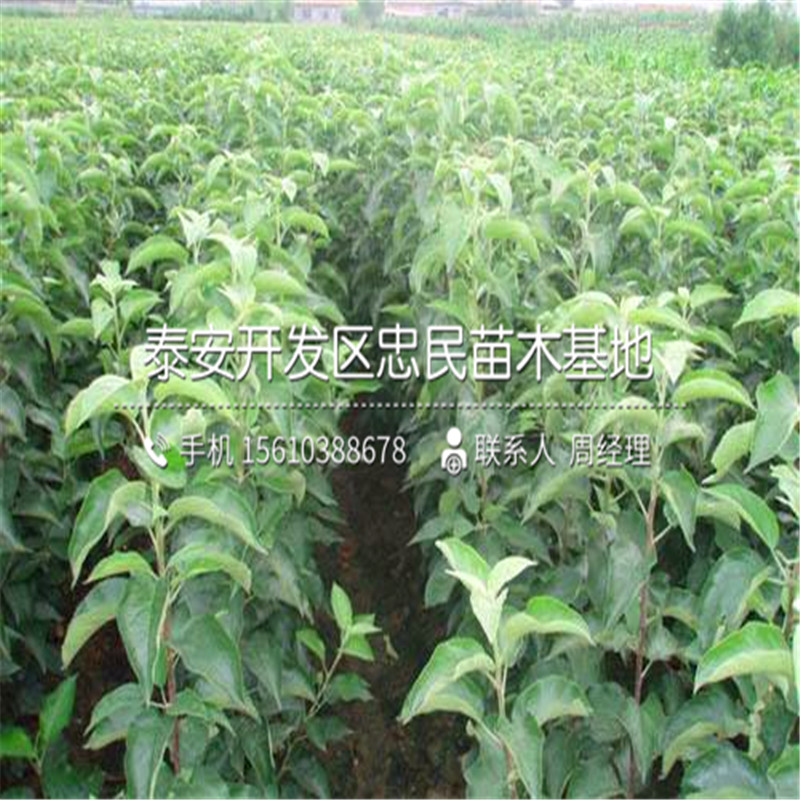 柱狀蘋果樹苗格多少、柱狀蘋果樹苗報價行情