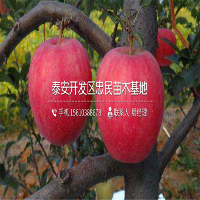 一號蘋(píng)果樹(shù)苗報價(jià)、一號蘋(píng)果樹(shù)苗哪里有