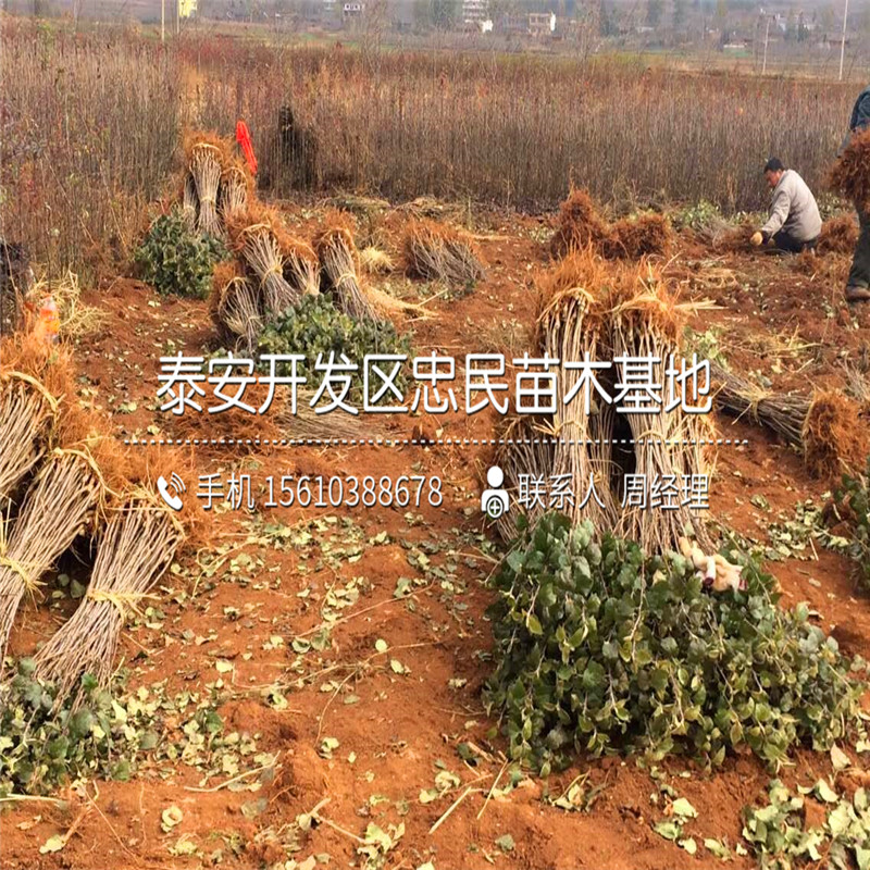 瑞陽蘋果樹苗批發(fā)出售、瑞陽蘋果樹苗銷售基地
