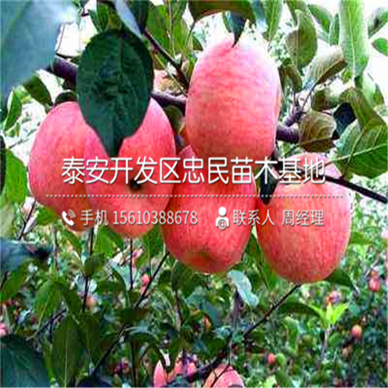6公分蘋(píng)果樹(shù)苗價(jià)格、6公分蘋(píng)果樹(shù)苗種植基地