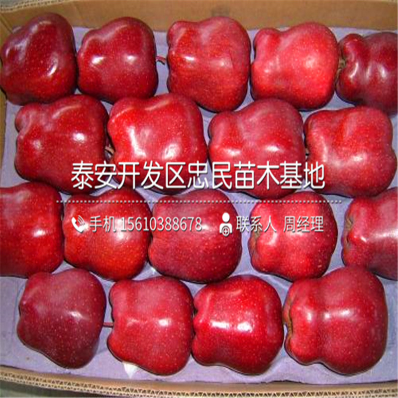 紅色之愛蘋果樹苗哪里批發(fā)、紅色之愛蘋果樹苗銷售價格