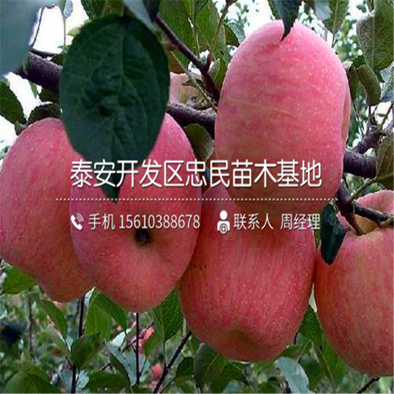 4公分蘋果樹苗格多少、4公分蘋果樹苗基地
