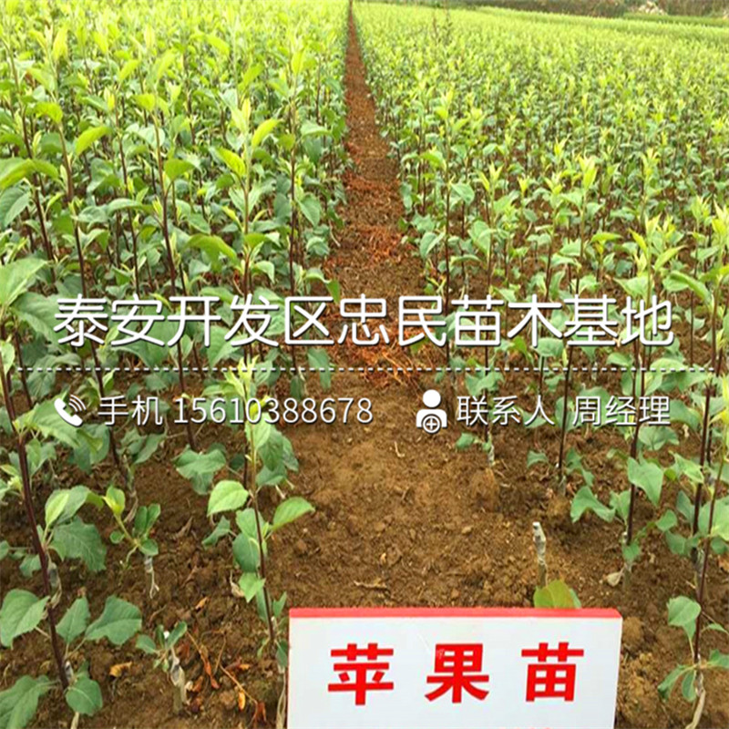 紅肉蘋果樹苗哪里批發(fā)、紅肉蘋果樹苗出售