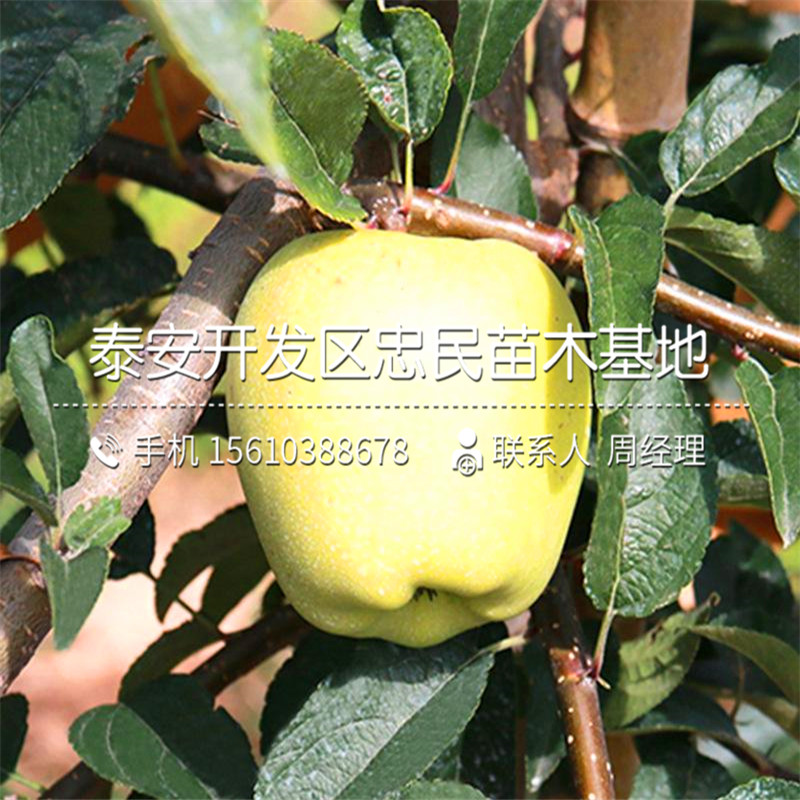 煙富3號蘋果樹苗批發(fā)什么價格、煙富3號蘋果樹苗出售基地
