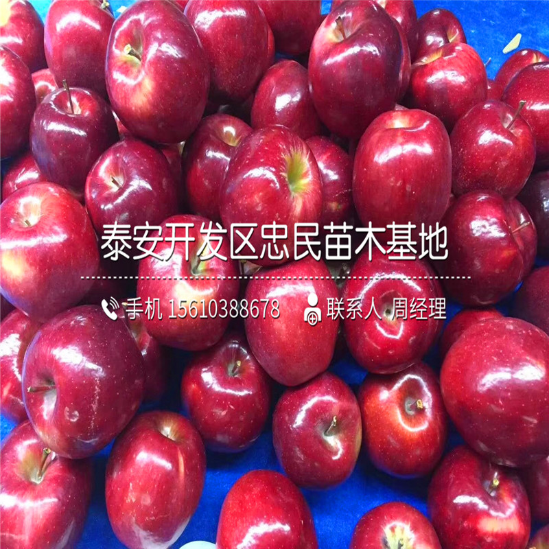 美國(guó)八號(hào)蘋果樹苗批發(fā)出售、美國(guó)八號(hào)蘋果樹苗出售基地