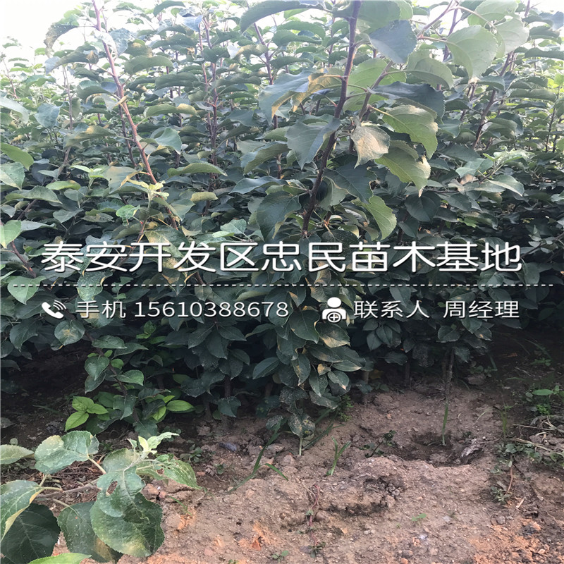 紅肉蘋果樹苗格、紅肉蘋果樹苗銷售基地