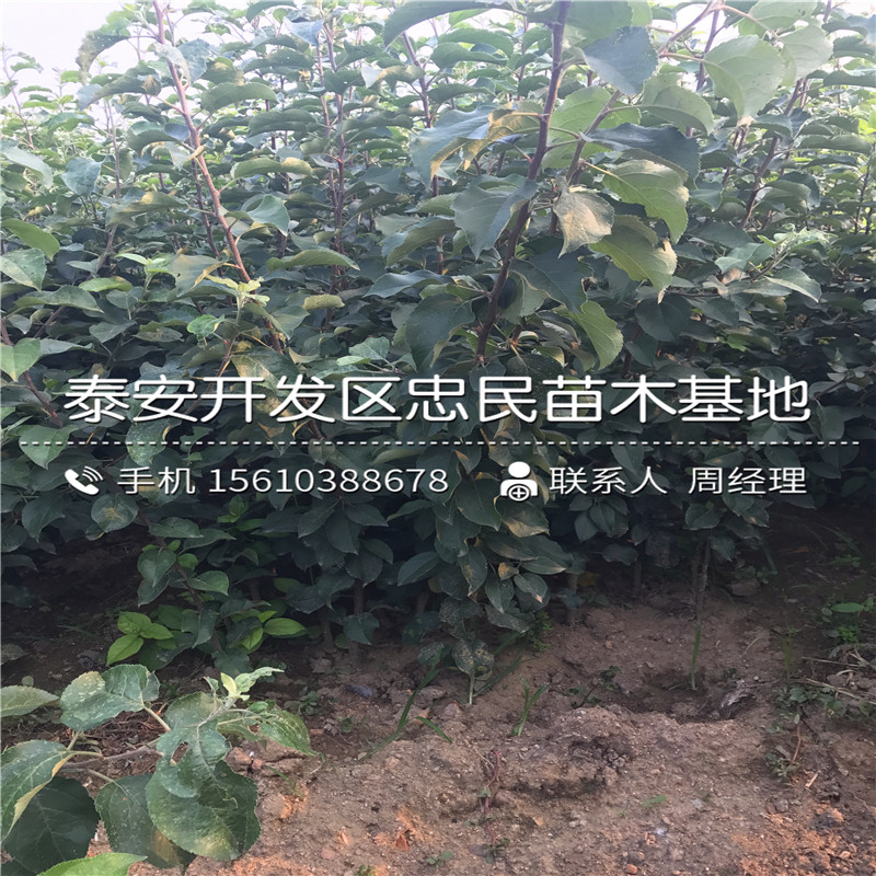 山東松本早生柿子樹苗多少錢一棵、松本早生柿子樹苗行情報(bào)價(jià)