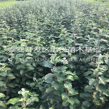 花牛蘋果樹苗價(jià)格多少錢、花牛蘋果樹苗基地