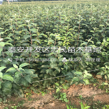 響富蘋果樹苗哪里批發(fā)、響富蘋果樹苗新品種