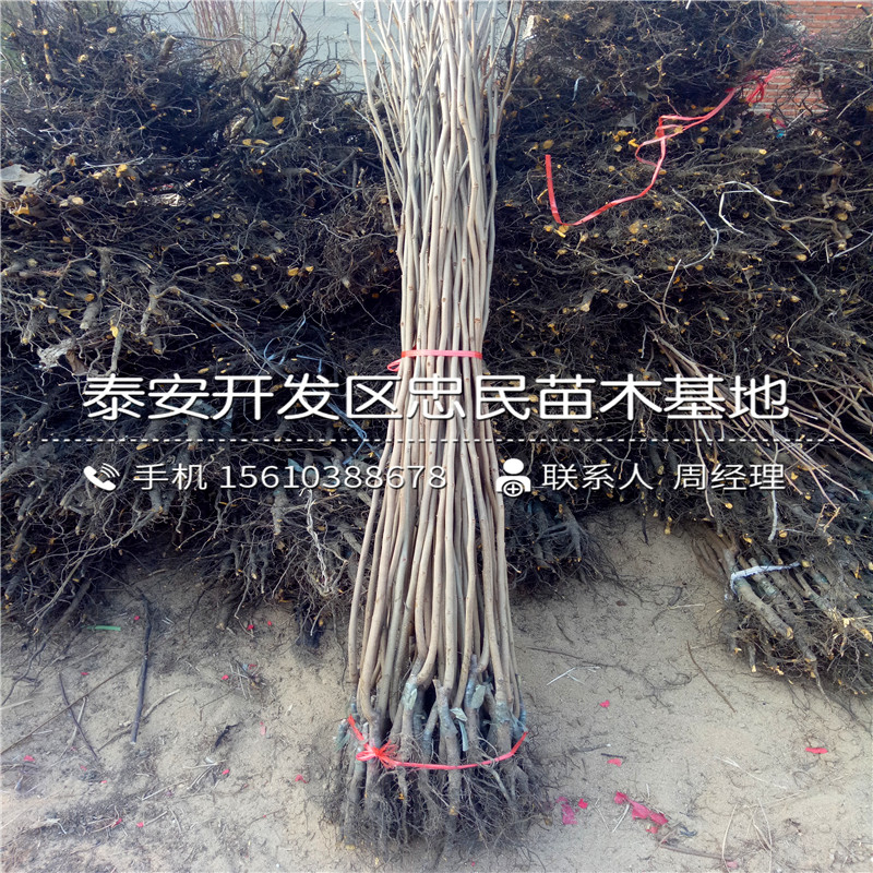 山東蓮花柿子樹苗基地、蓮花柿子樹苗出售基地